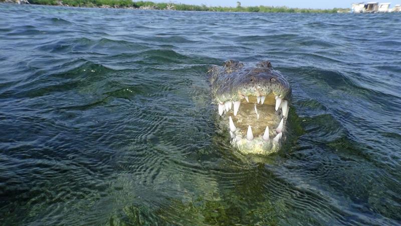 American Crocodile