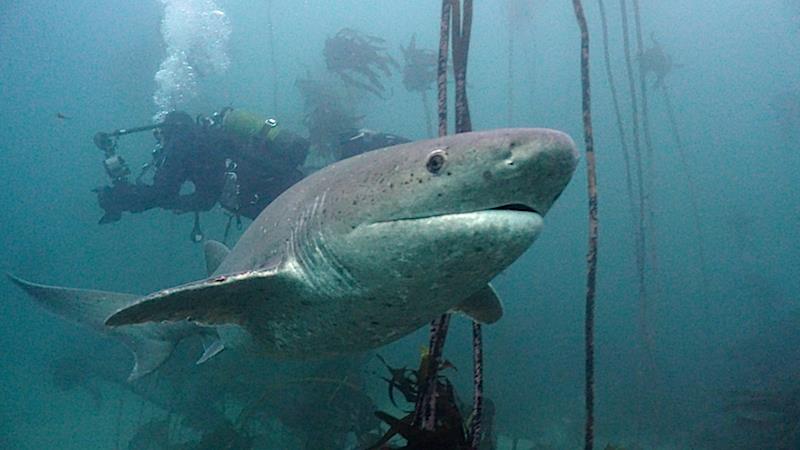 Seven Gill Shark