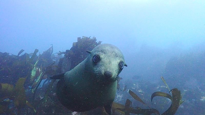 Fur Seal