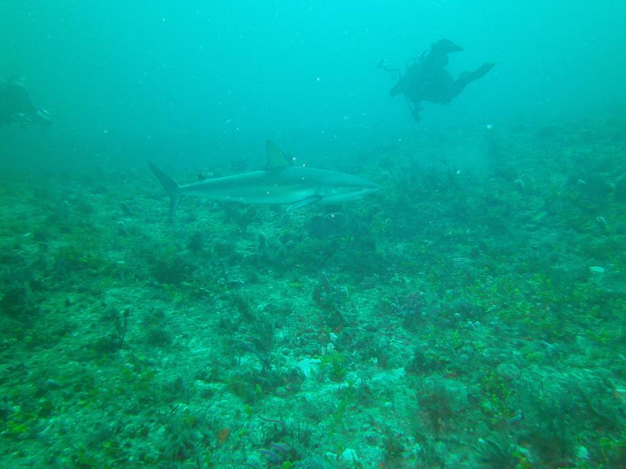 dive in west palm