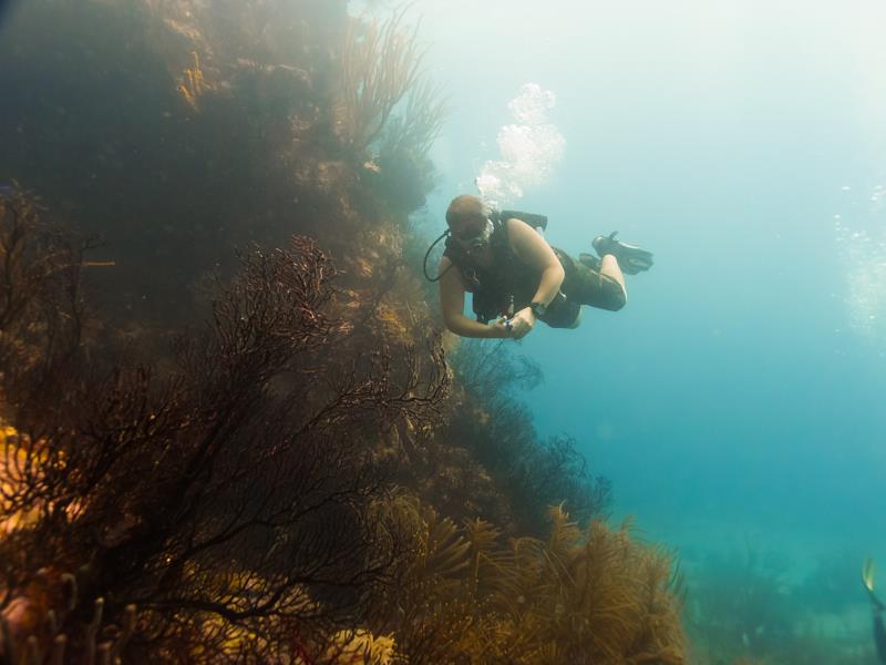 Diving at Sisters Rocks