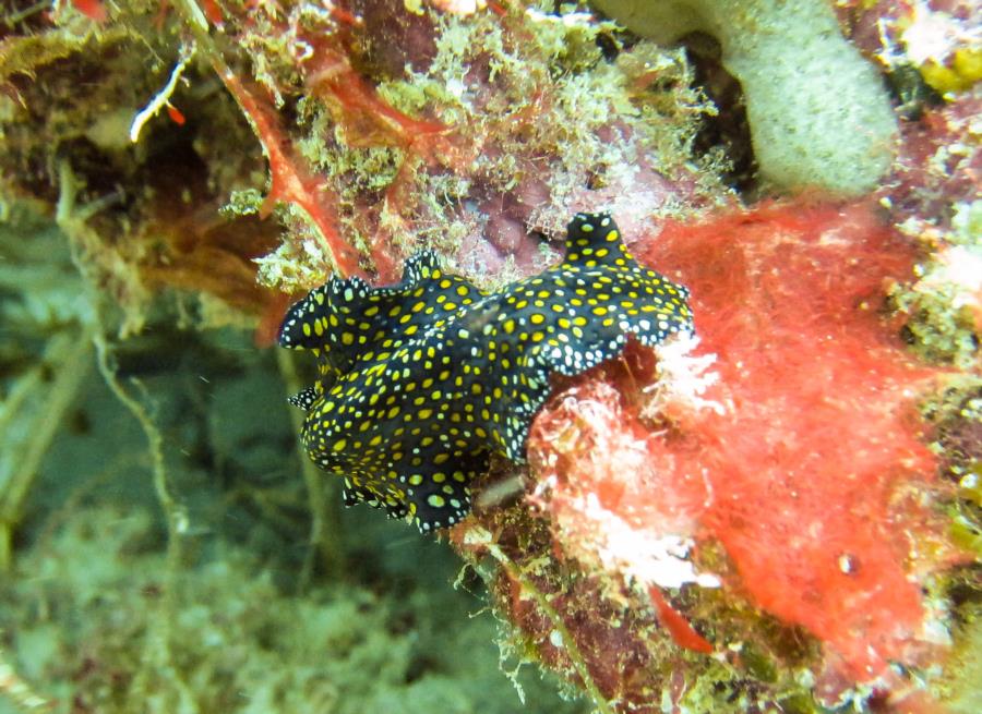 Leopard flatworm at Sandy Island