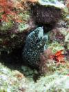 Spotted Moray at Sandy Island