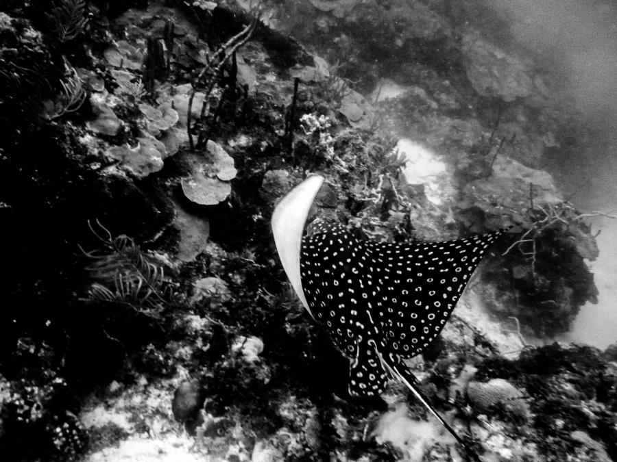 Spotted Eagle Ray