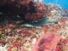 Nurse Shark in the South of Carriacou