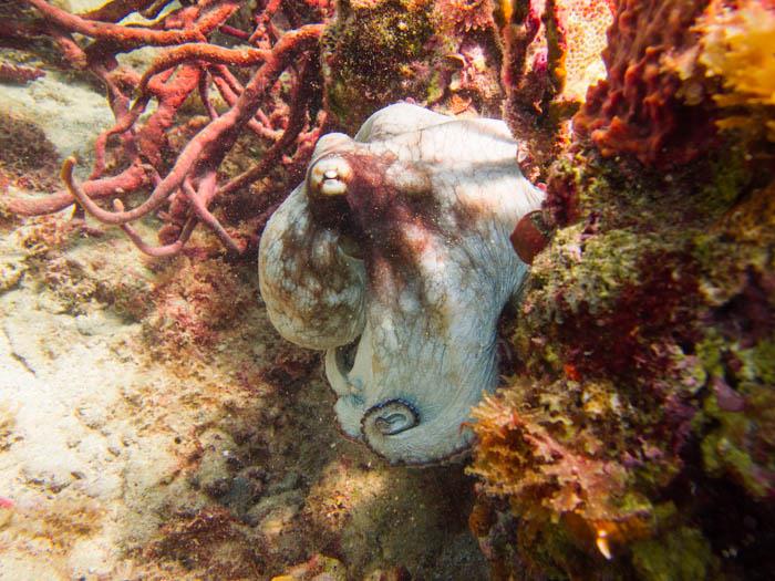 Octopus at Seaview