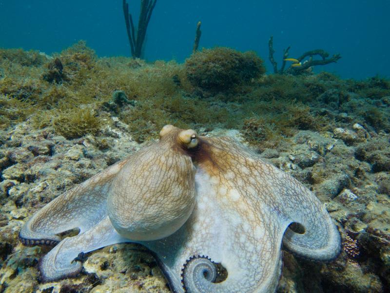 Octopus at Anse La Roche