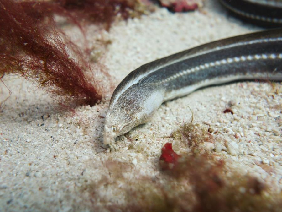 Mystery snake eel - help with ID please