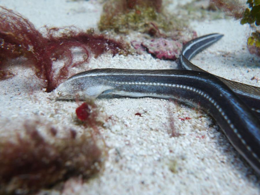Mystery snake eel - help with ID please