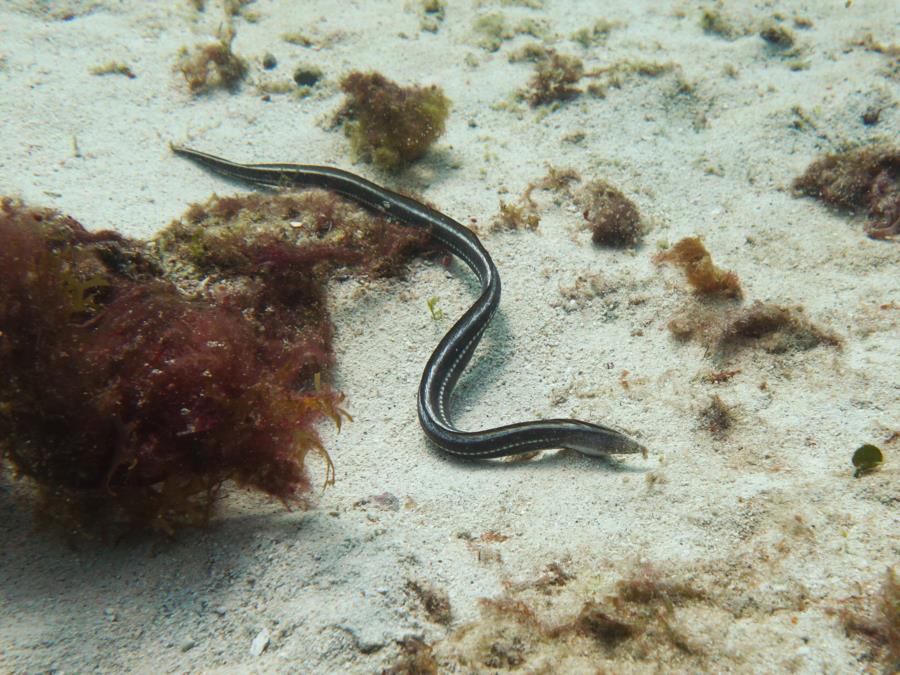 Mystery snake eel - help with ID please