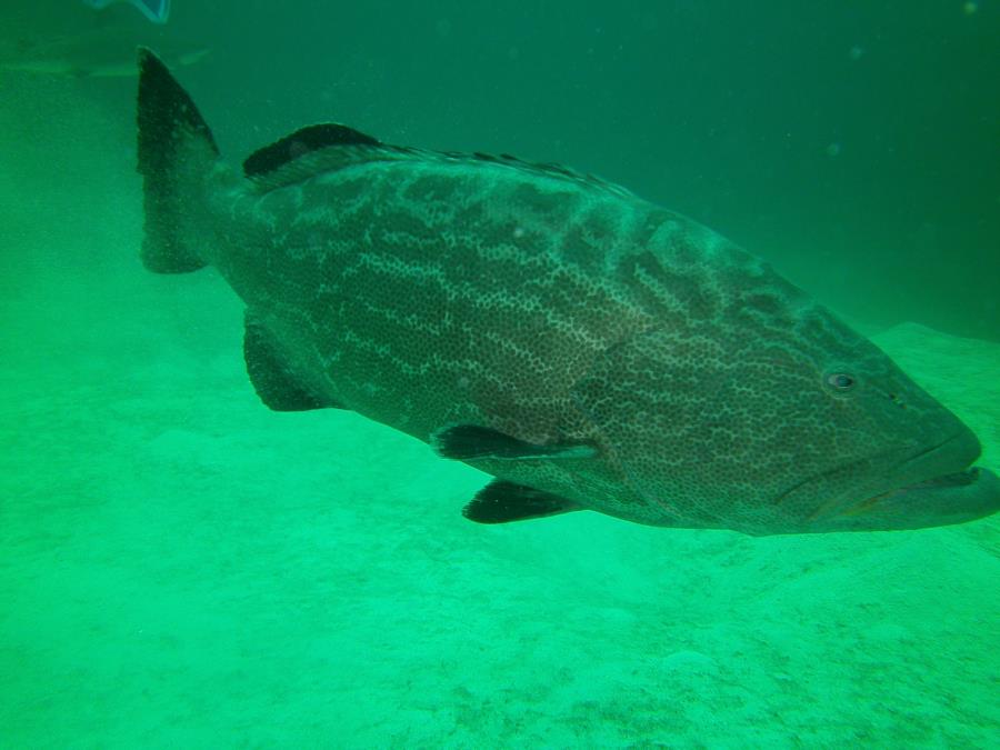 grouper