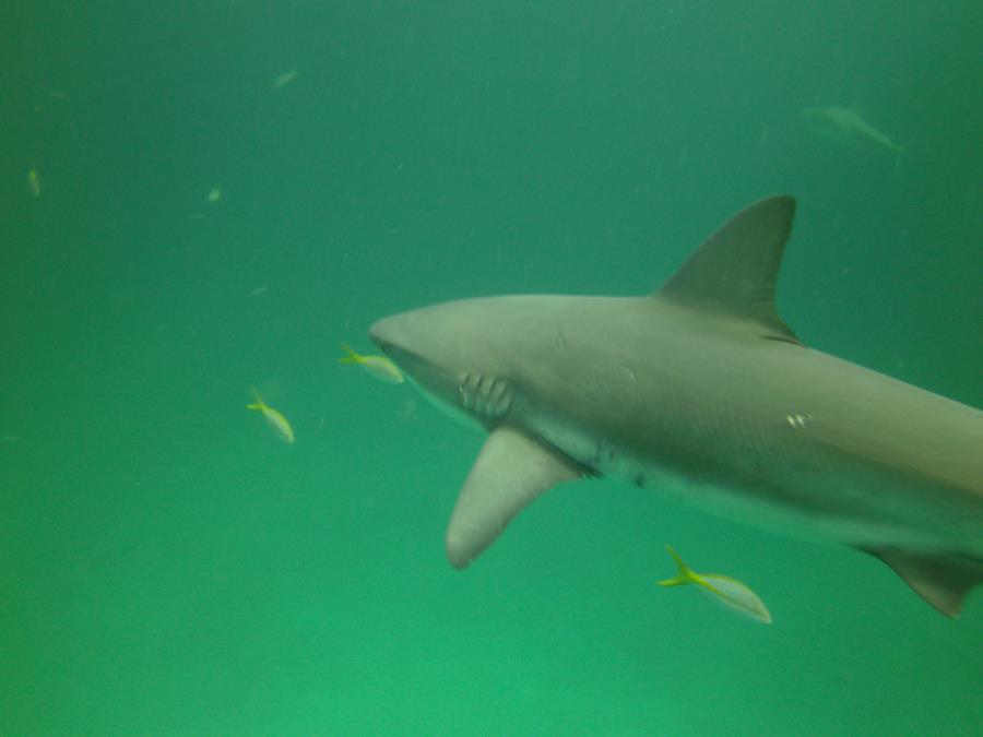 caribbean reef shark