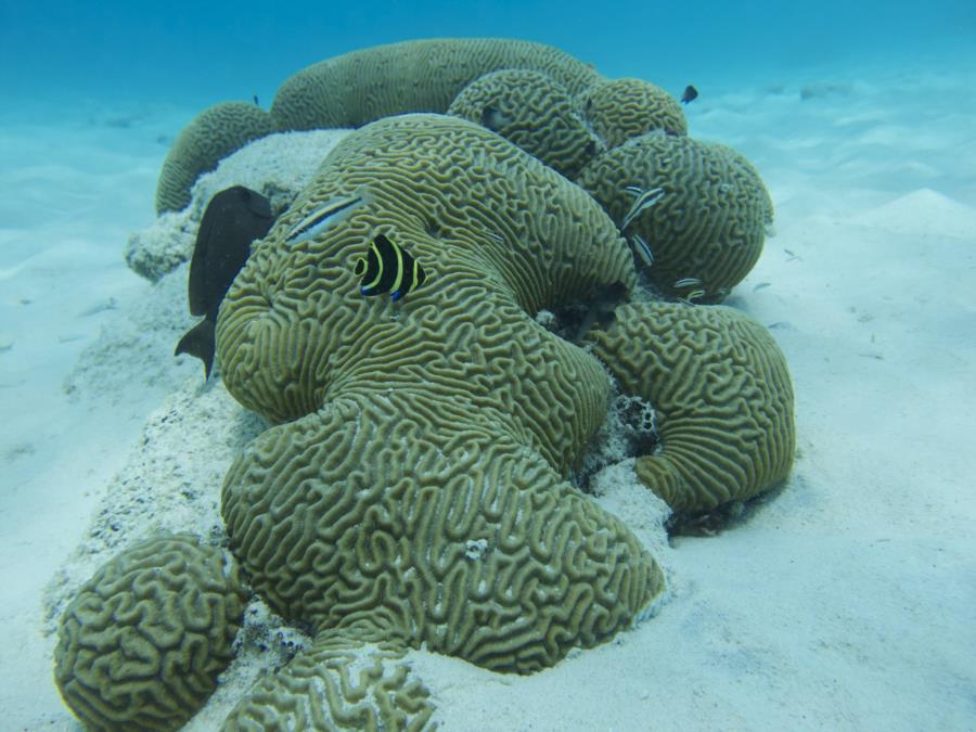 Reef In Bonaire