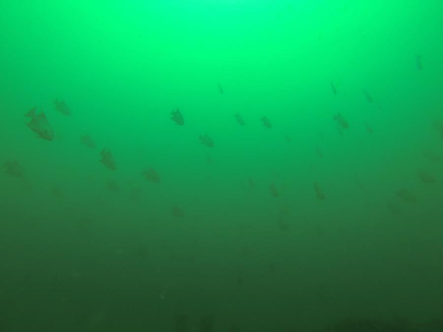 Spadefish on the 3 coal barges in Pensacola