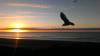 Sunrise and Seagulls in Emerald Isle, NC