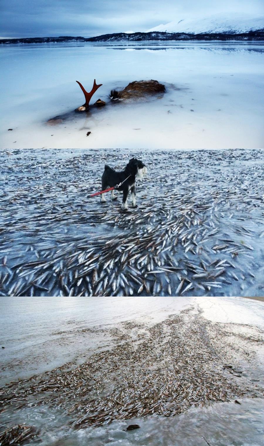 Moose and Fish Frozen in Norwegian bay