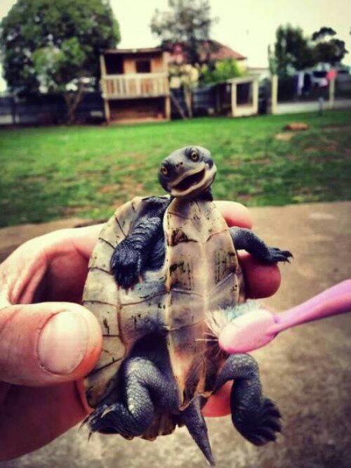 Turtle getting a scrub