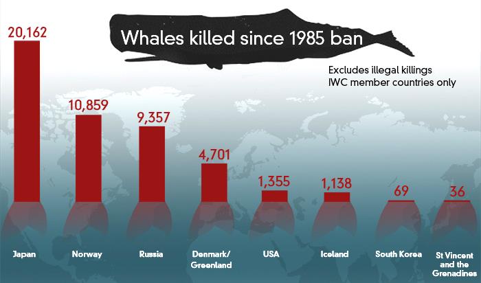 Whales killed since 1985 ban