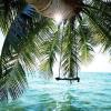 Palm tree swing over ocean