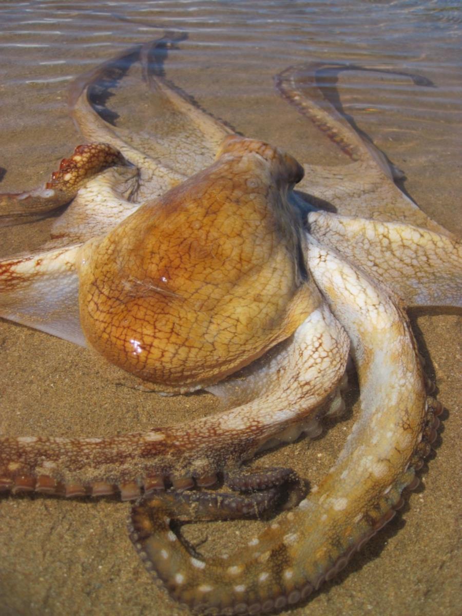Octopus on Beach - No Thank You