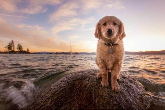 Dogs and Water