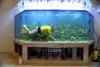 Scuba dive in your own aquarium