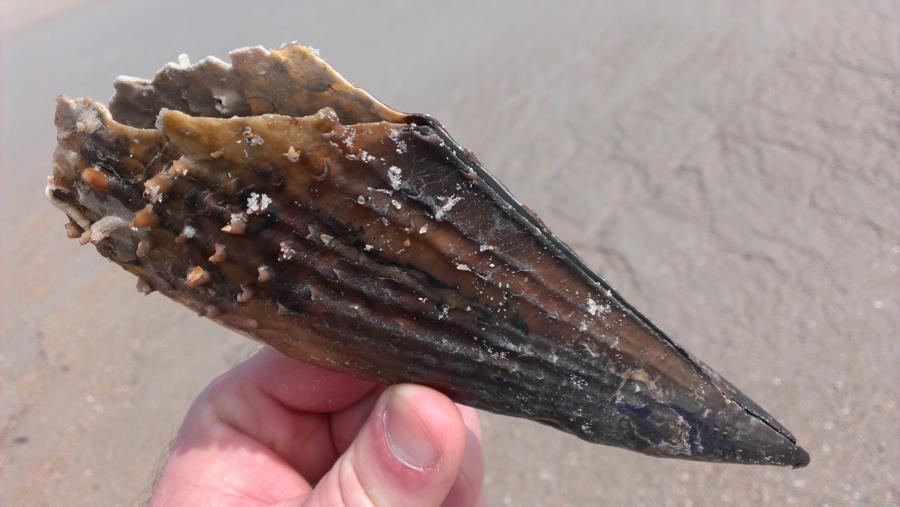 Pen Shell (Pinnidae) from Amilia Island Plantation in FL