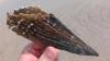 Pen Shell (Pinnidae) from Amilia Island Plantation in FL