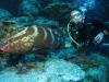 Cayman grouper