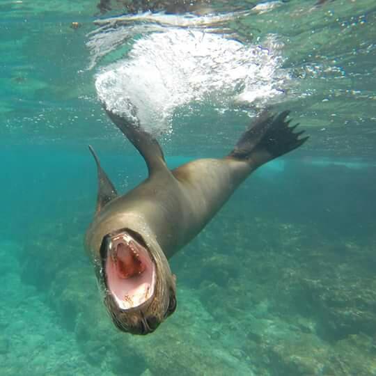 Lobos marinos