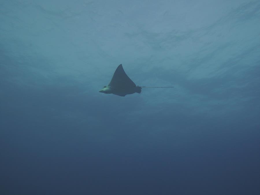 Cancun Dive 12/16