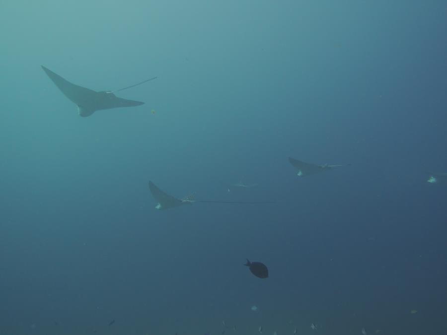 Cancun Dive 12/16