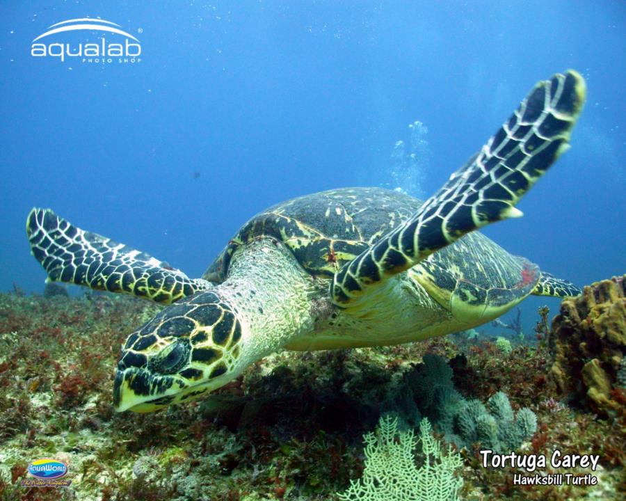 Cancun Dive 12/16