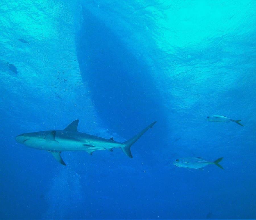 Shark