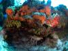 Cozumel Palancar Reef