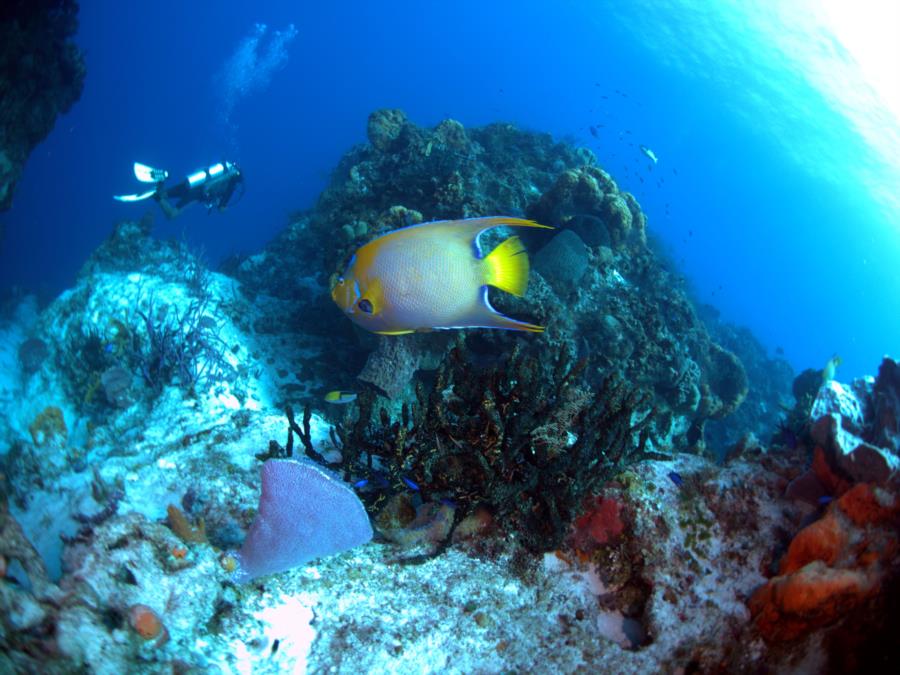 Palancar Reef Angel