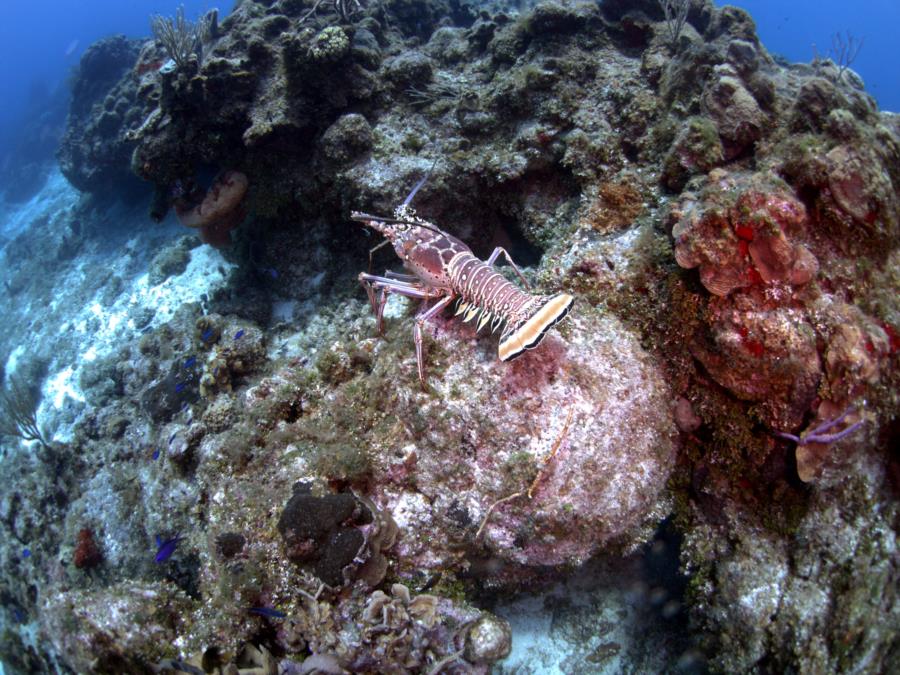 Spiney Lobster, Cozumel