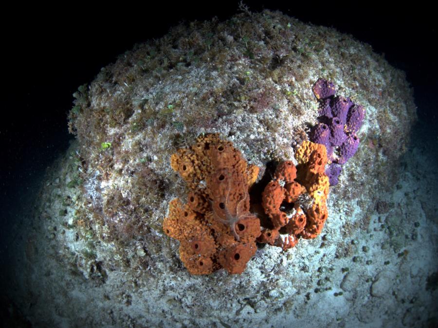 Cozumel Scuba Club Pier Night