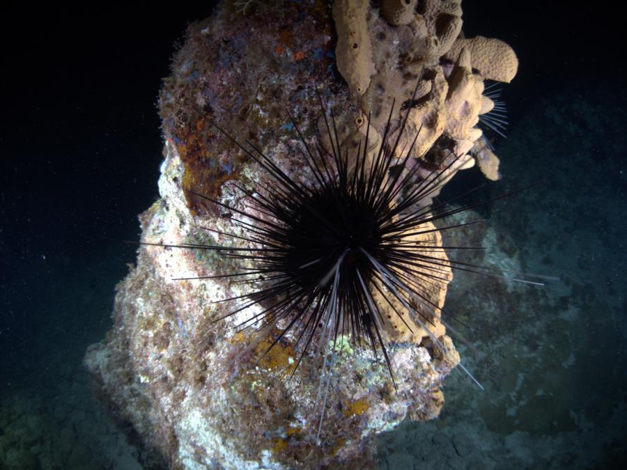 Cozumel Scuba Club Night 2