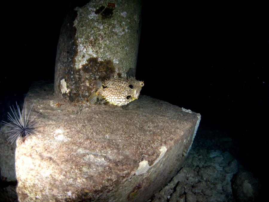 Cozumel Scuba Club Night 3