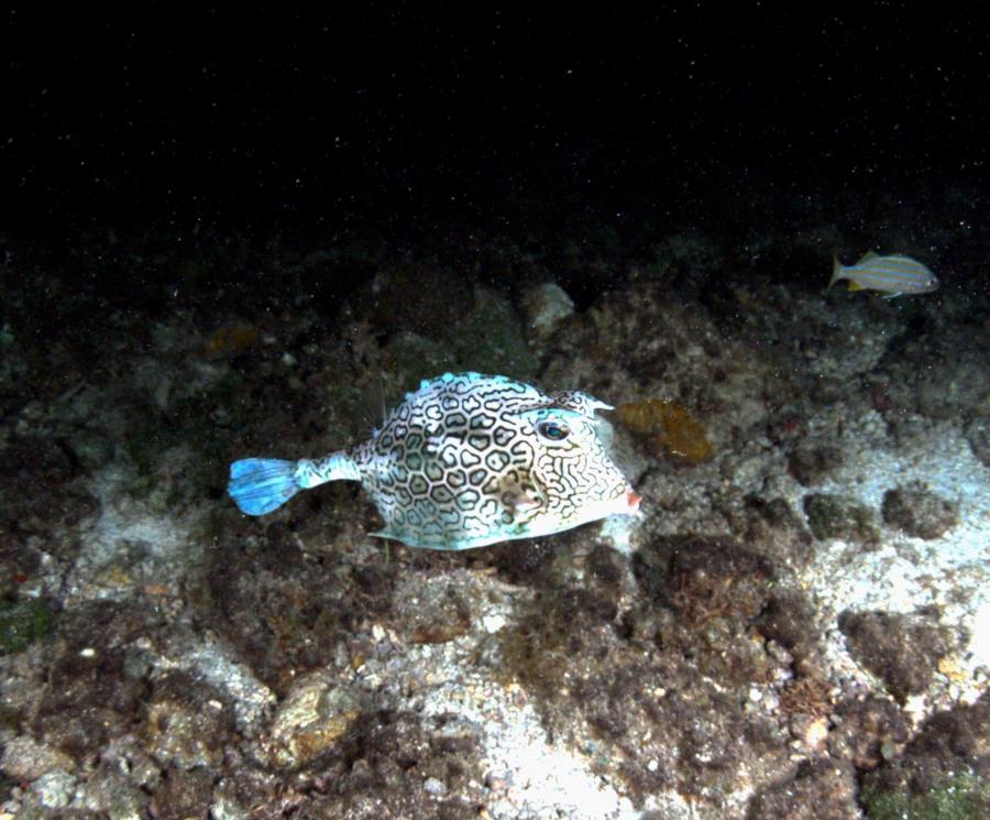 Cozumel Scuba Club Night 3