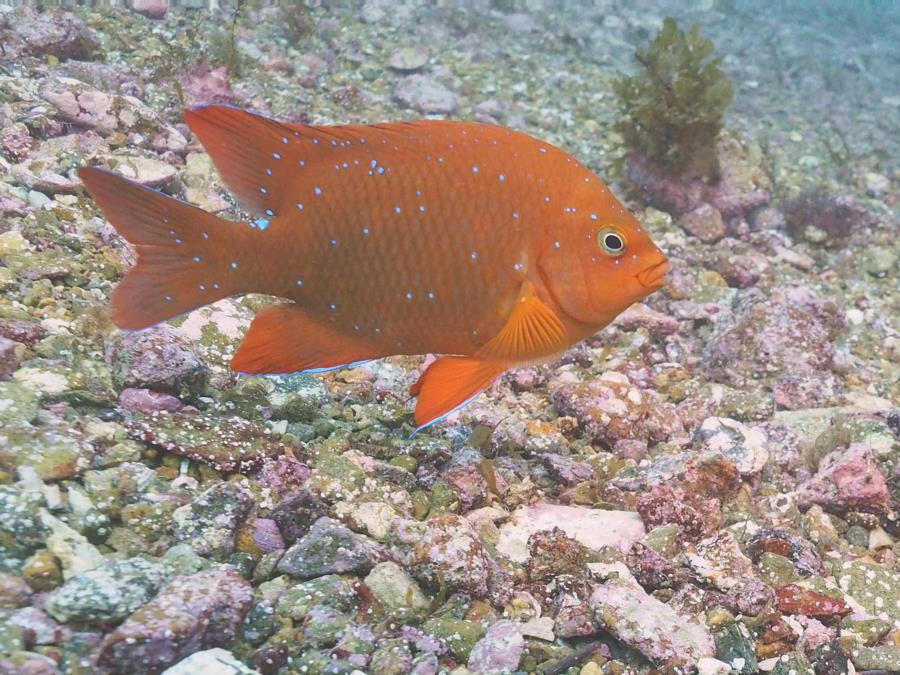 Juvenile Garibali