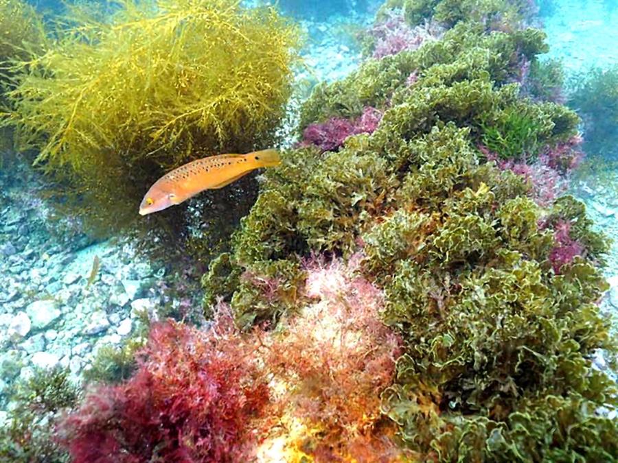 Catalina Wrasse