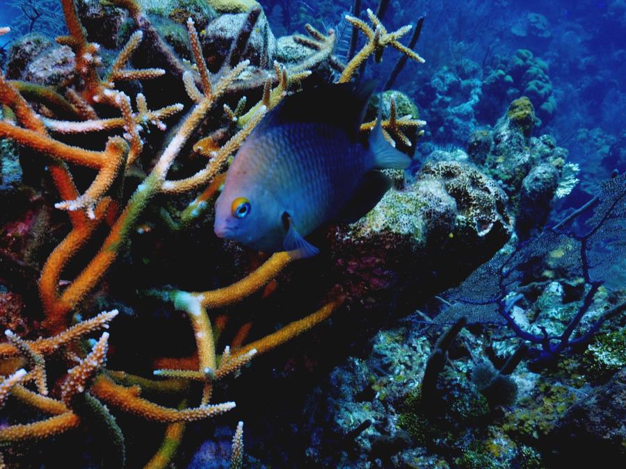 Damsel Belize