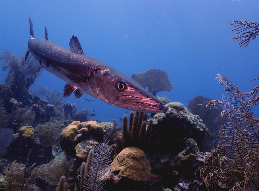 Barracuda Belize