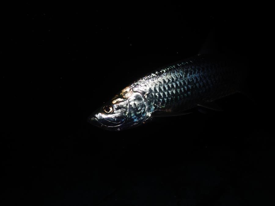 Tarpon Night Belize