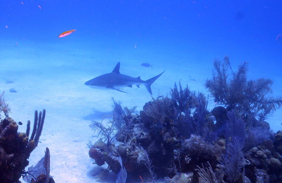 2nd shot of shark in Belize