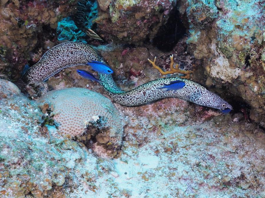 Spotted Moray Eel