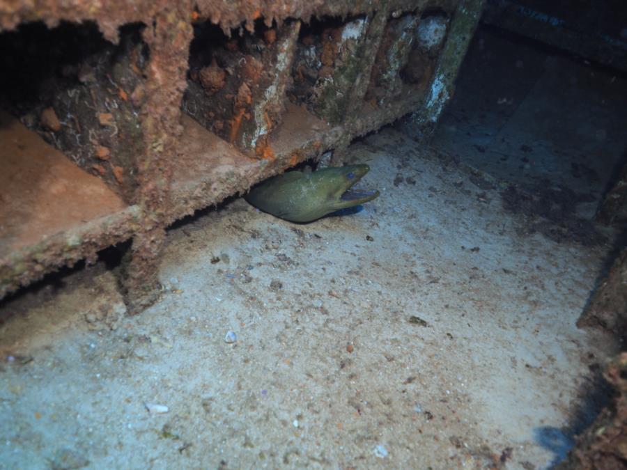 Green Moray