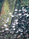 School of fish inside the C-53 Wreck